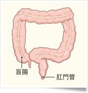 大腸